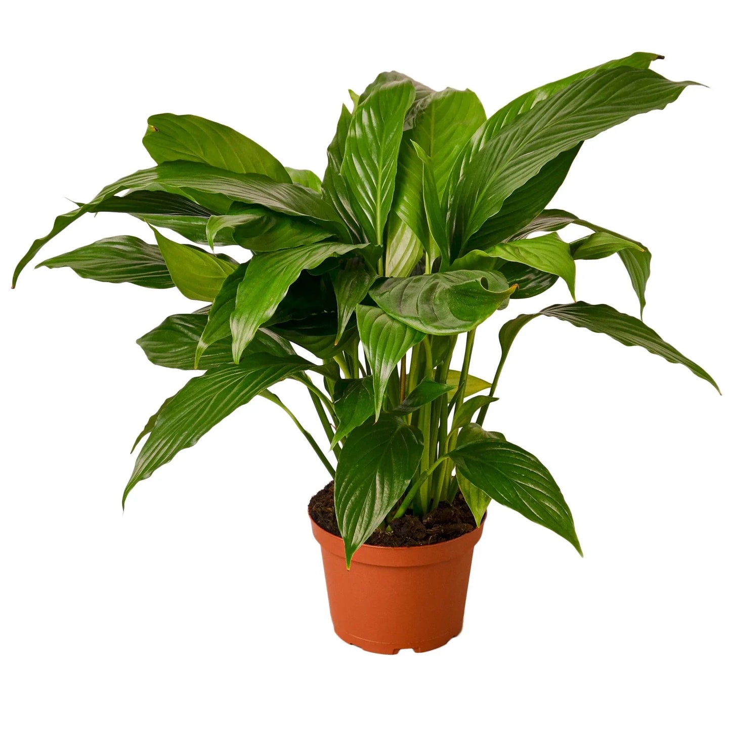 Peace Lily (Spathiphyllum) – Air-Purifying Flowering Indoor Plant