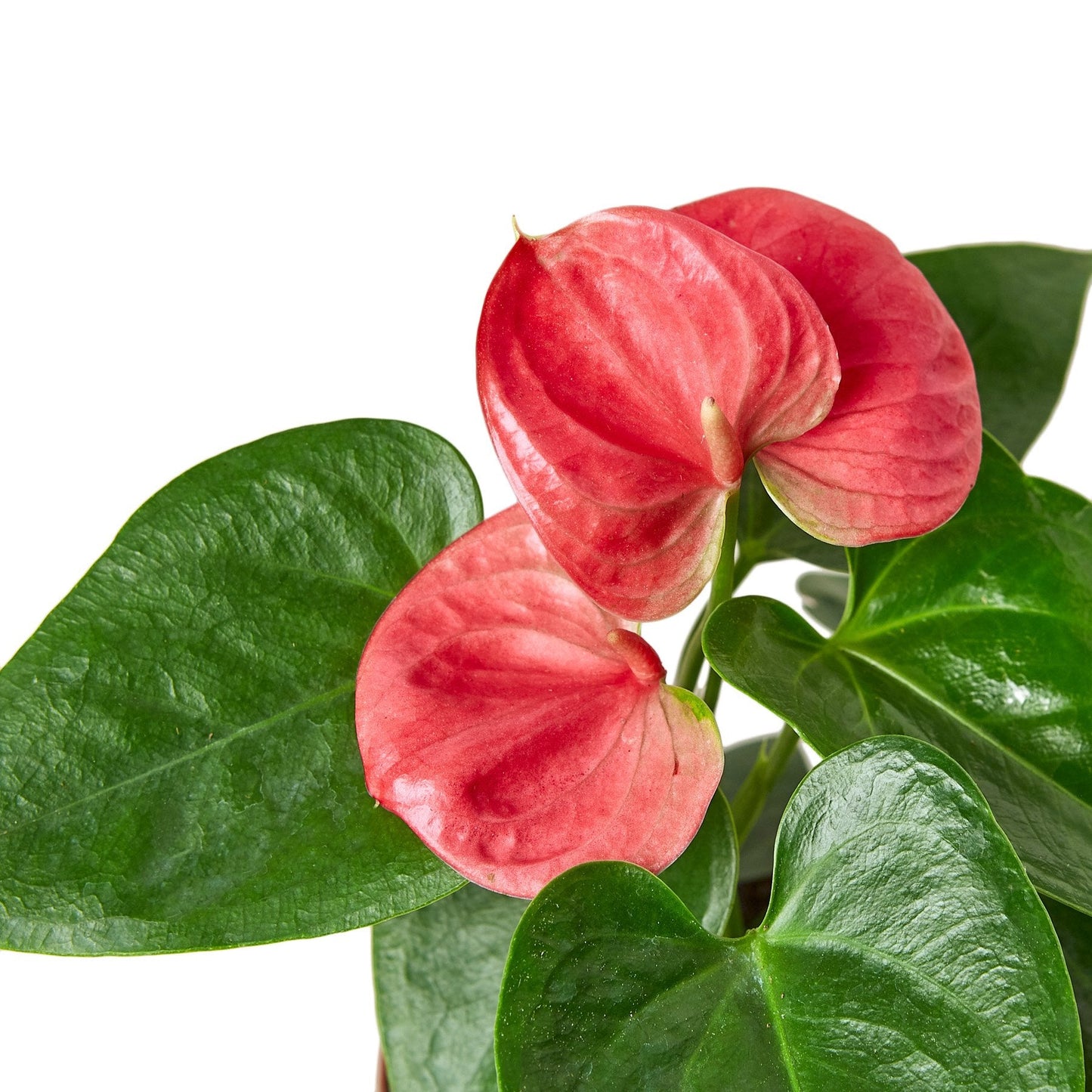 Anthurium ‘Pink’ – Rare Flowering Tropical Indoor Plant