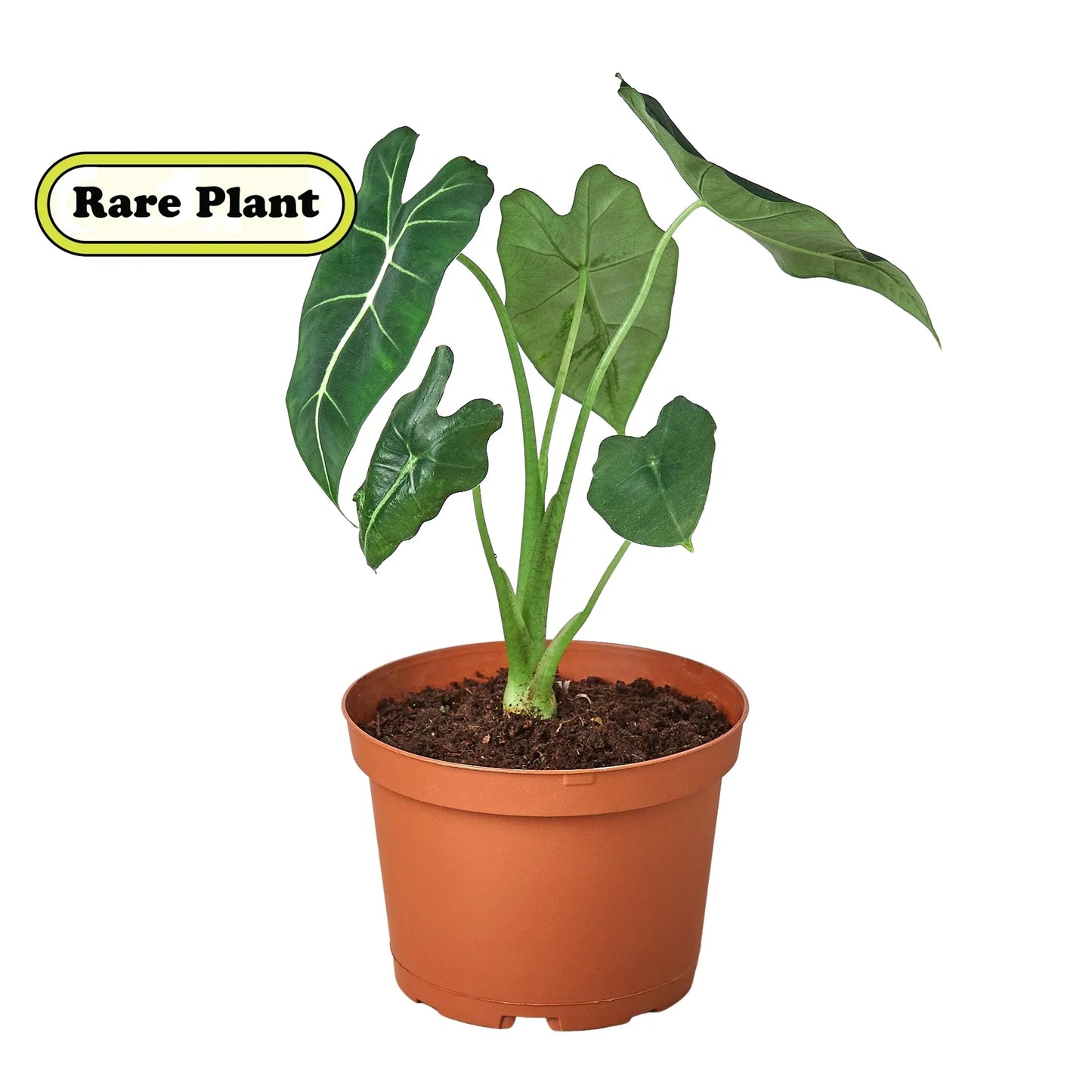 Alocasia Micholitziana ‘Frydek’ – Rare Velvet Foliage Indoor Plant