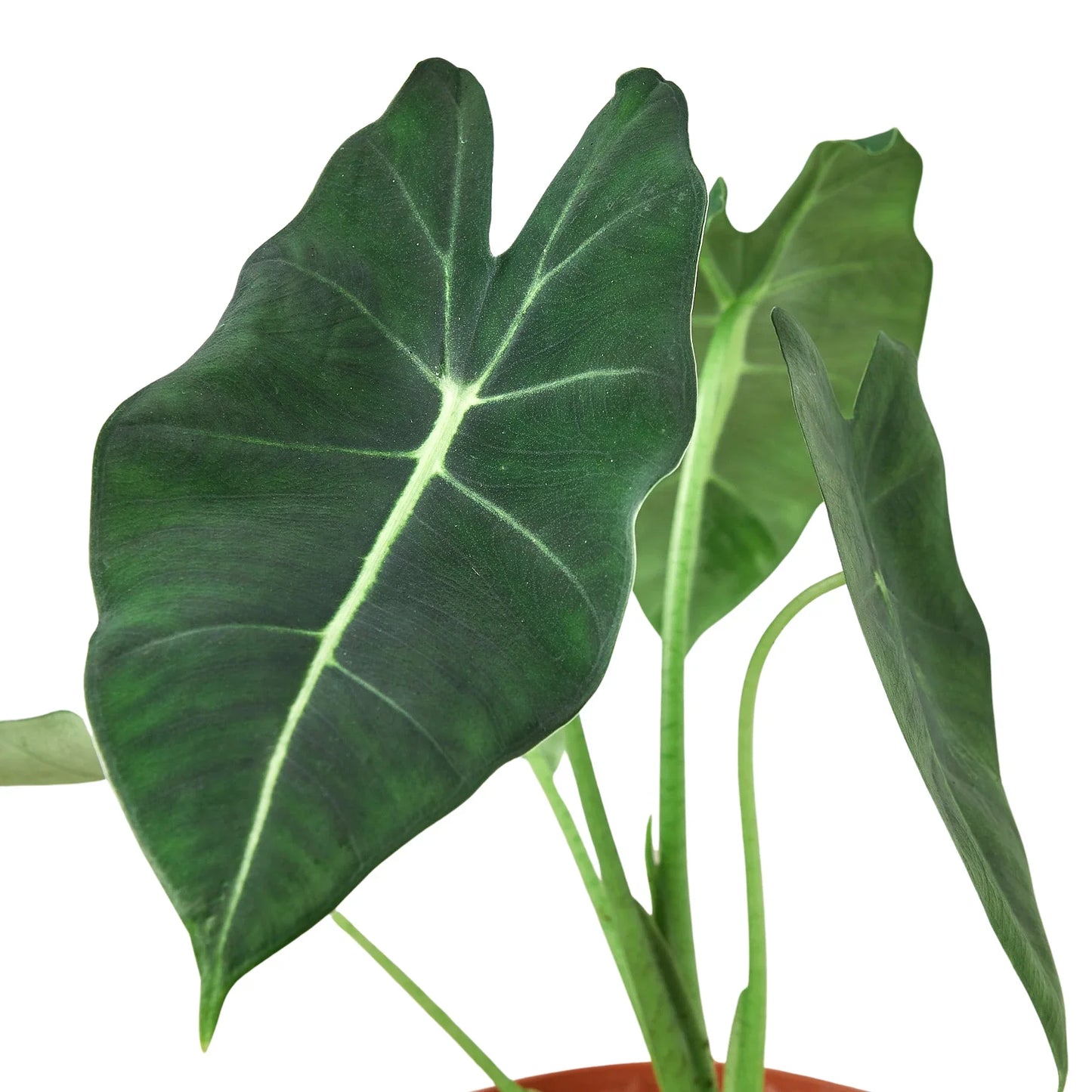 Alocasia Micholitziana ‘Frydek’ – Rare Velvet Foliage Indoor Plant