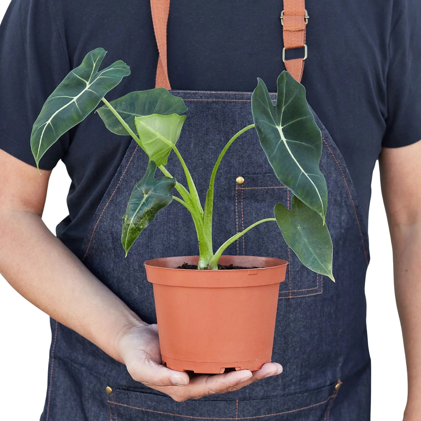 Alocasia Micholitziana ‘Frydek’ – Rare Velvet Foliage Indoor Plant