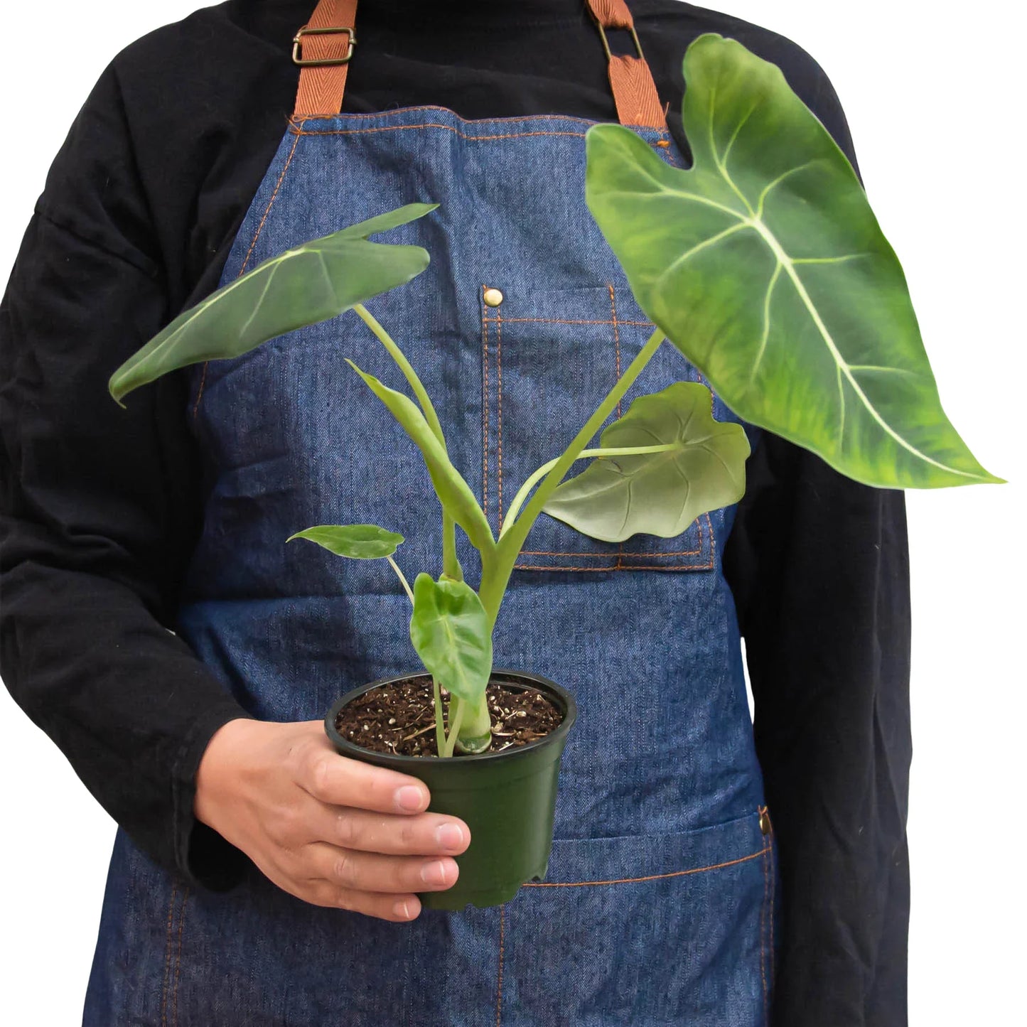 Alocasia Micholitziana ‘Frydek’ – Rare Velvet Foliage Indoor Plant