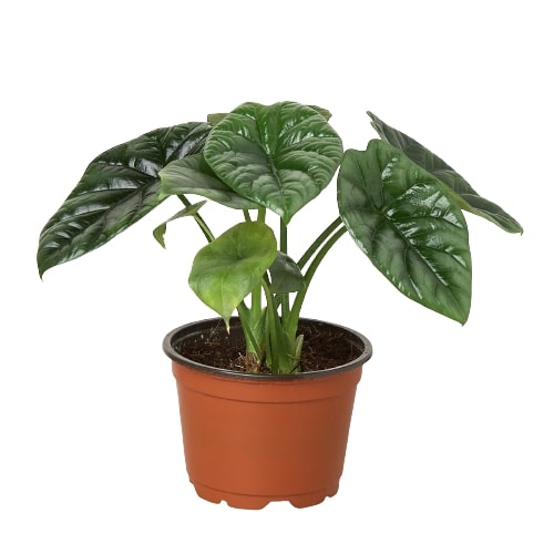 Alocasia Mirror Face Pot