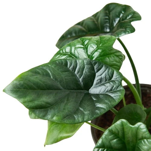 Alocasia Mirror Face Pot