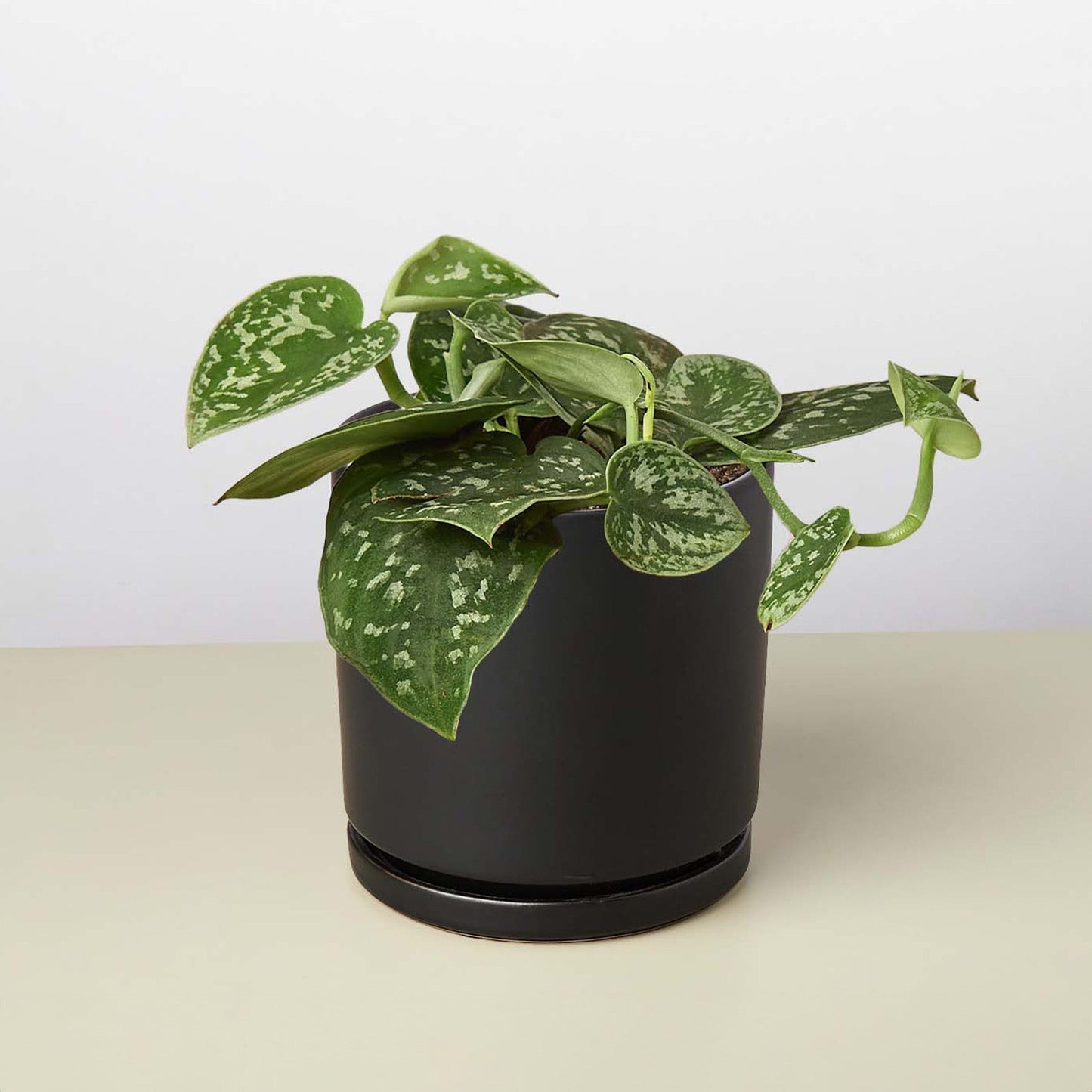Pothos ‘Satin’ – Rare Variegated Trailing Indoor Plant