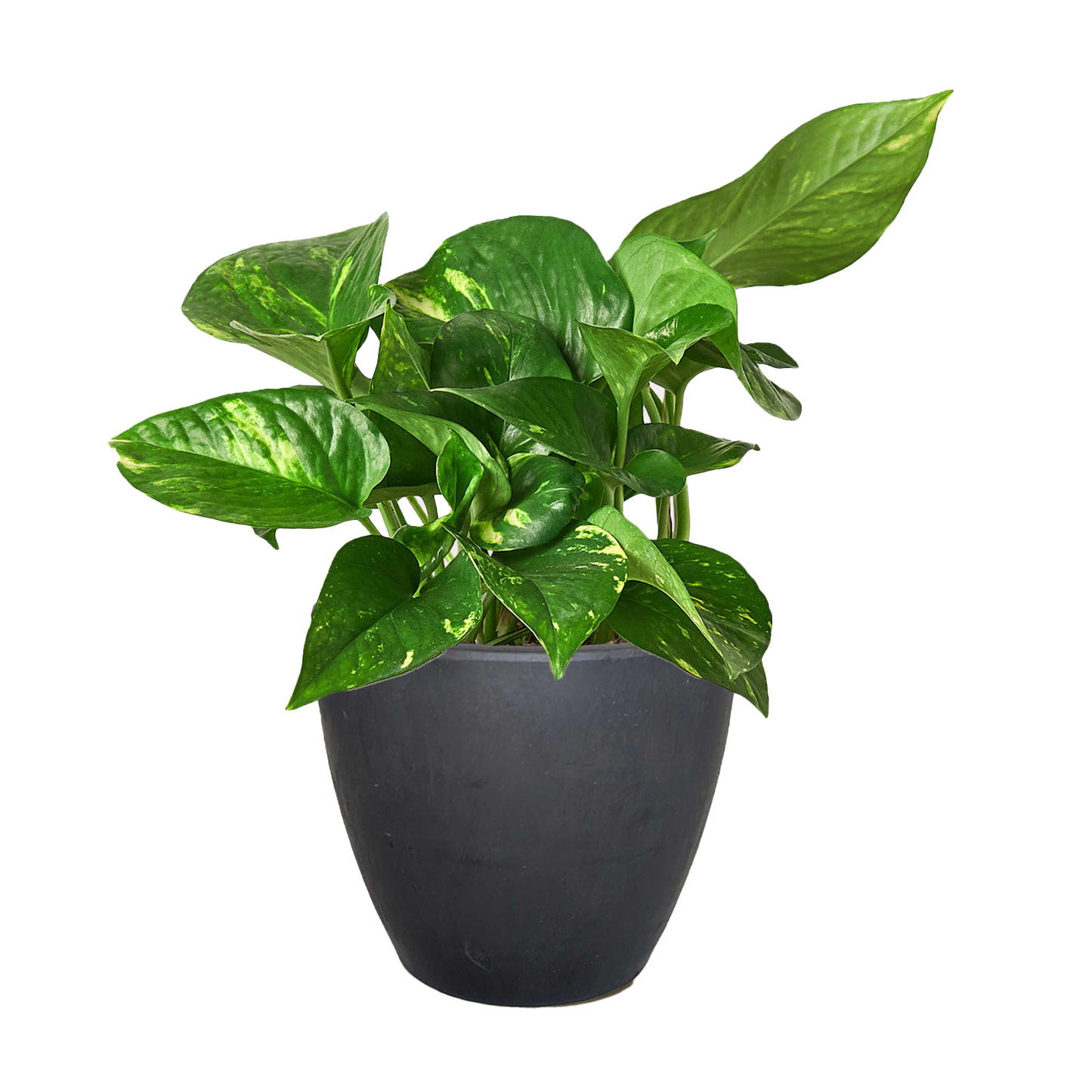 Pothos ‘Golden’ – Classic Low-Maintenance Trailing Indoor Plant