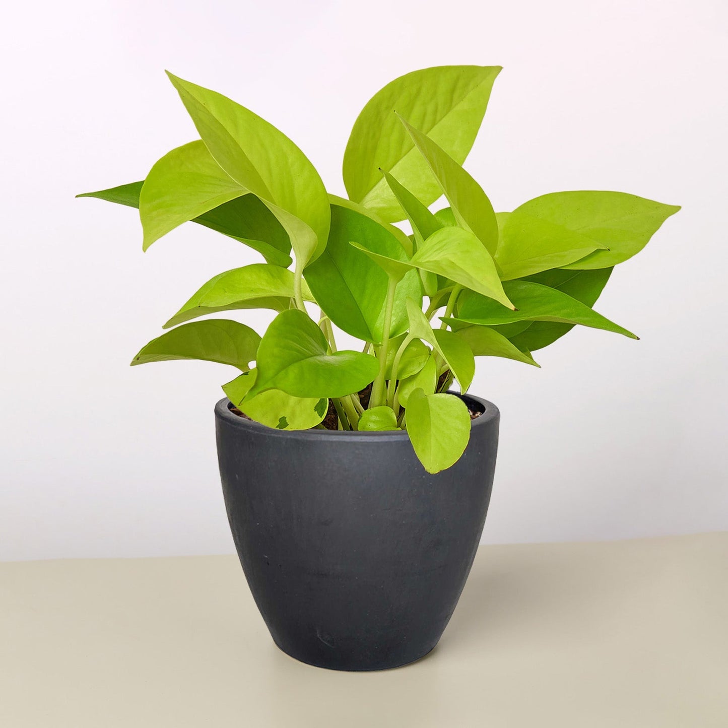Pothos ‘Neon’ – Bright Easy-Care Trailing Indoor Plant