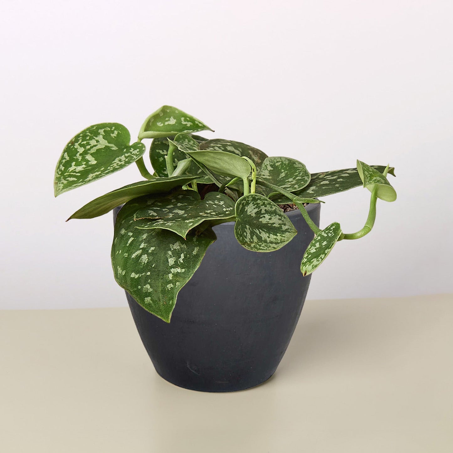 Pothos ‘Satin’ – Rare Variegated Trailing Indoor Plant