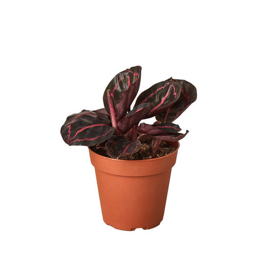 Calathea ‘Dottie’ – Rare Dark Foliage Tropical Houseplant