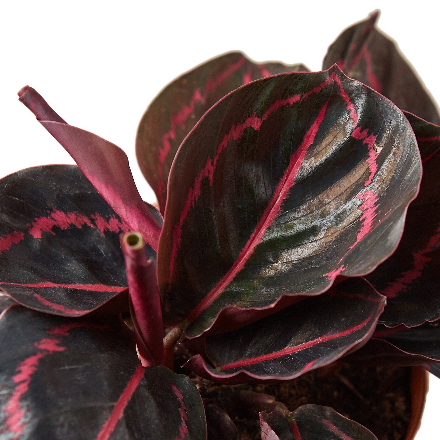 Calathea ‘Dottie’ – Rare Dark Foliage Tropical Houseplant