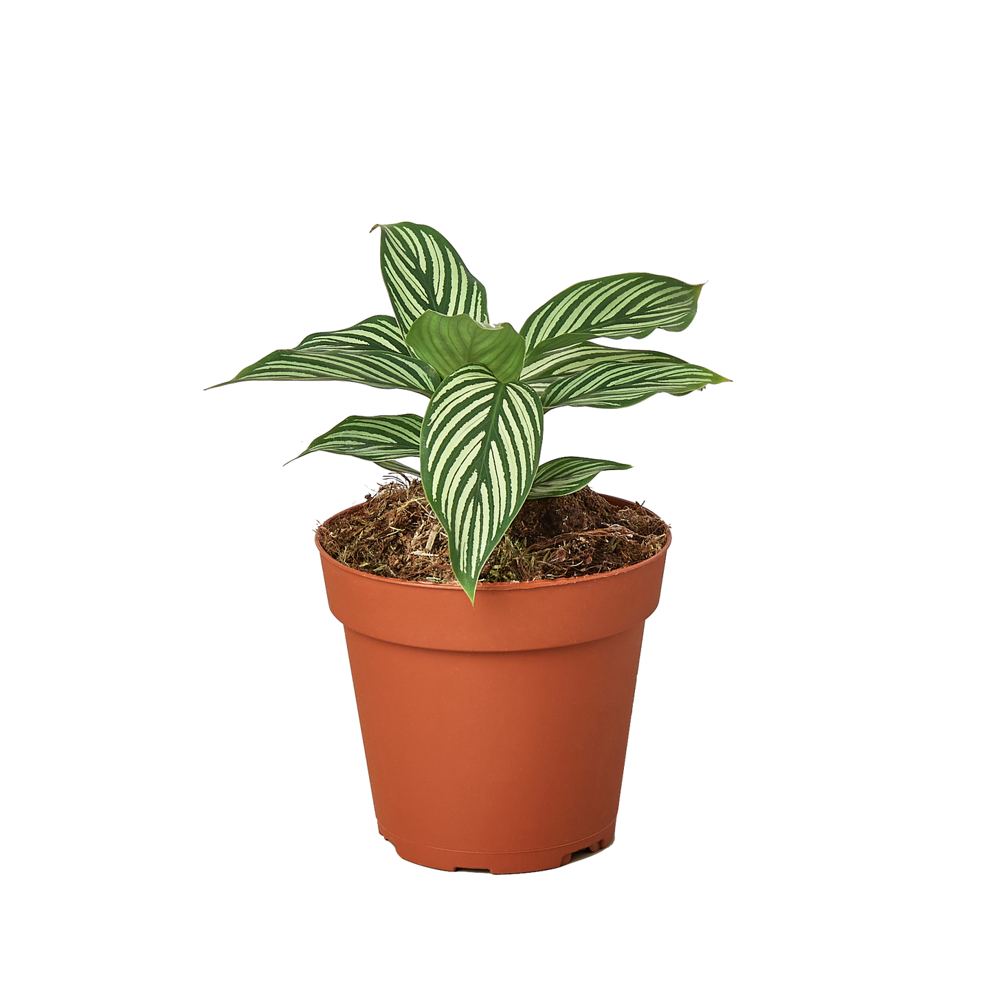 Calathea ‘Vittata’ – Exotic Patterned Foliage Indoor Plant