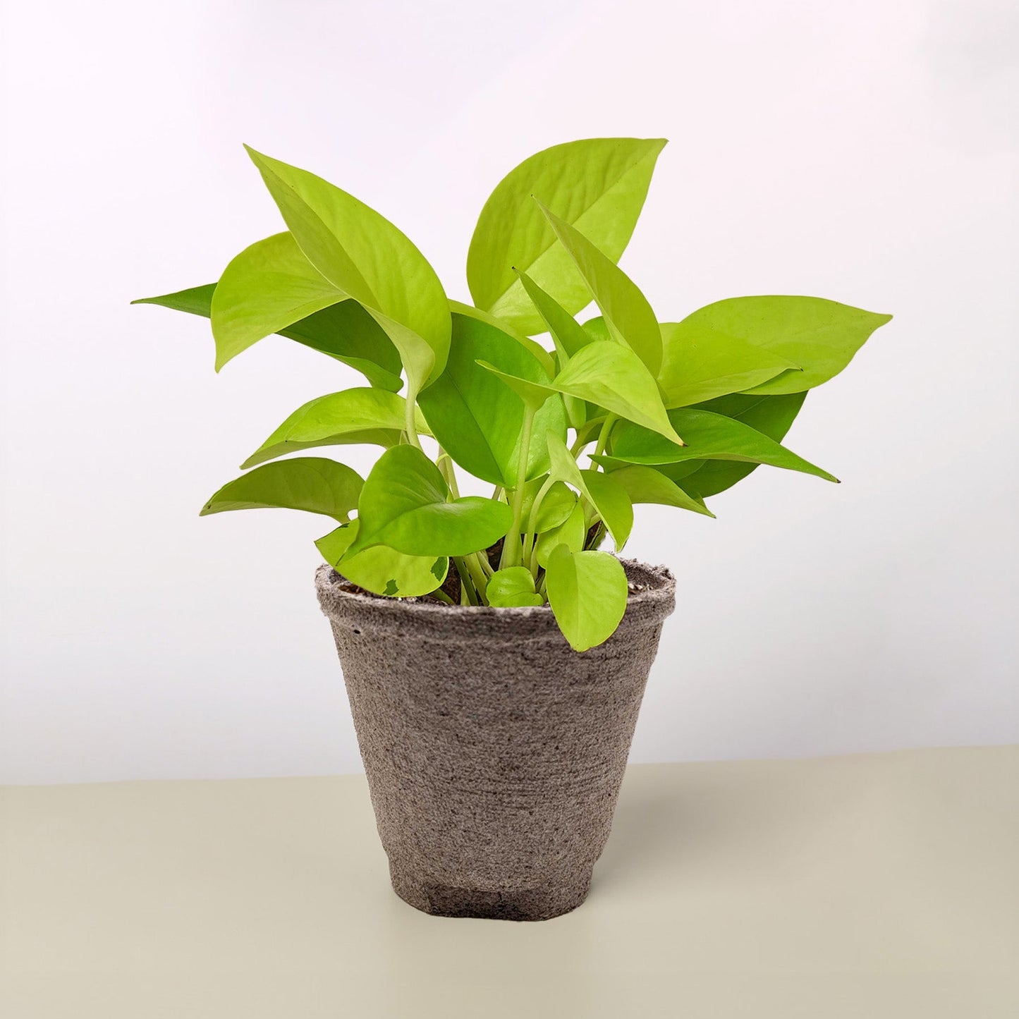 Pothos ‘Neon’ – Bright Easy-Care Trailing Indoor Plant