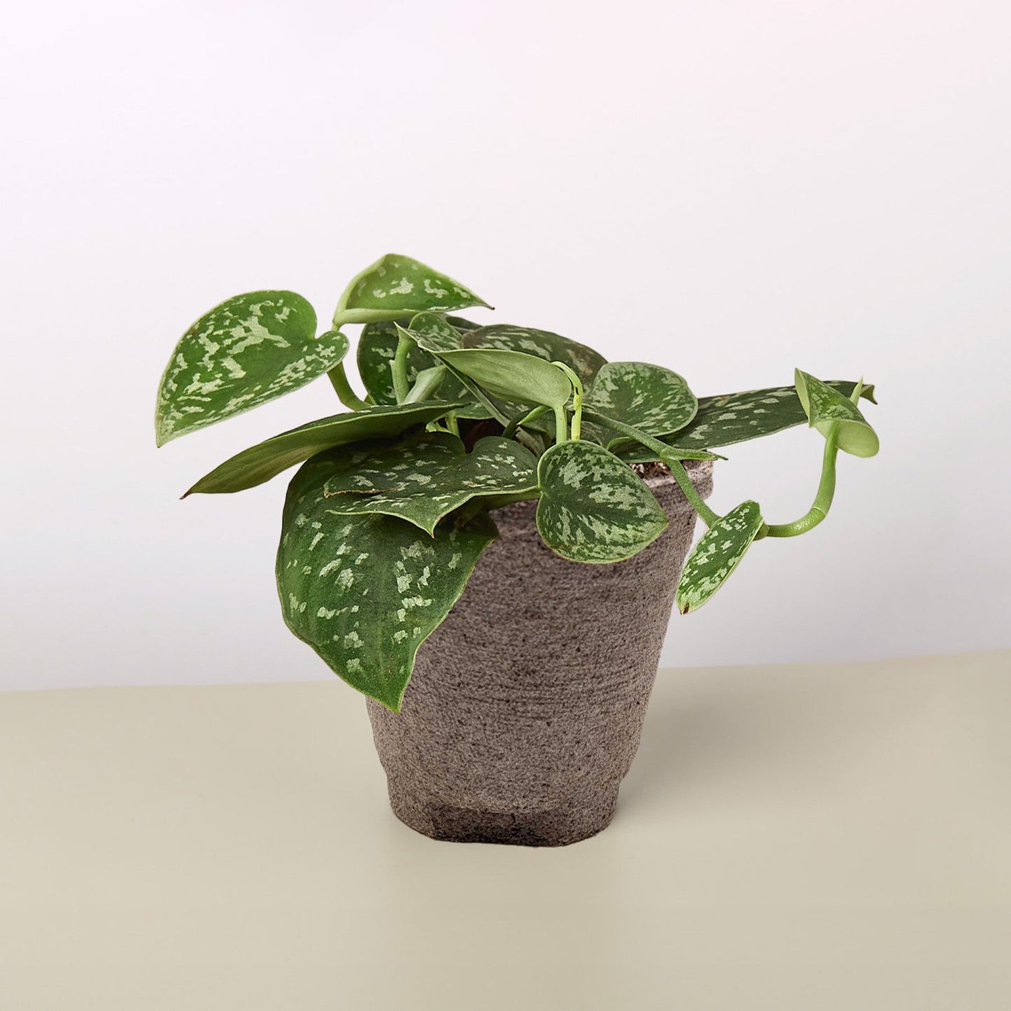 Pothos ‘Satin’ – Rare Variegated Trailing Indoor Plant