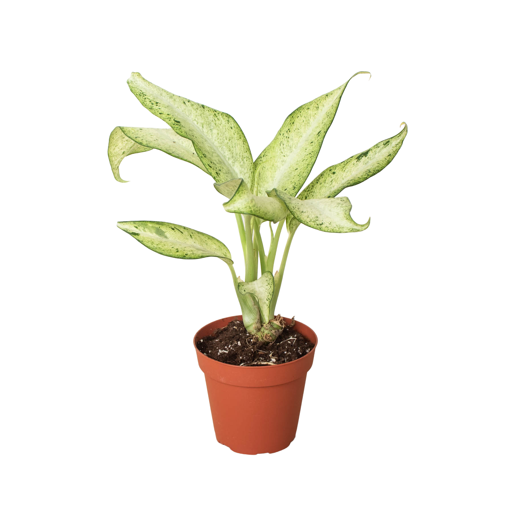 dieffenbachia camouflage toxic Dieffenbachia 'Camouflage' – Colorful Foliage Air-Purifying Indoor Plant