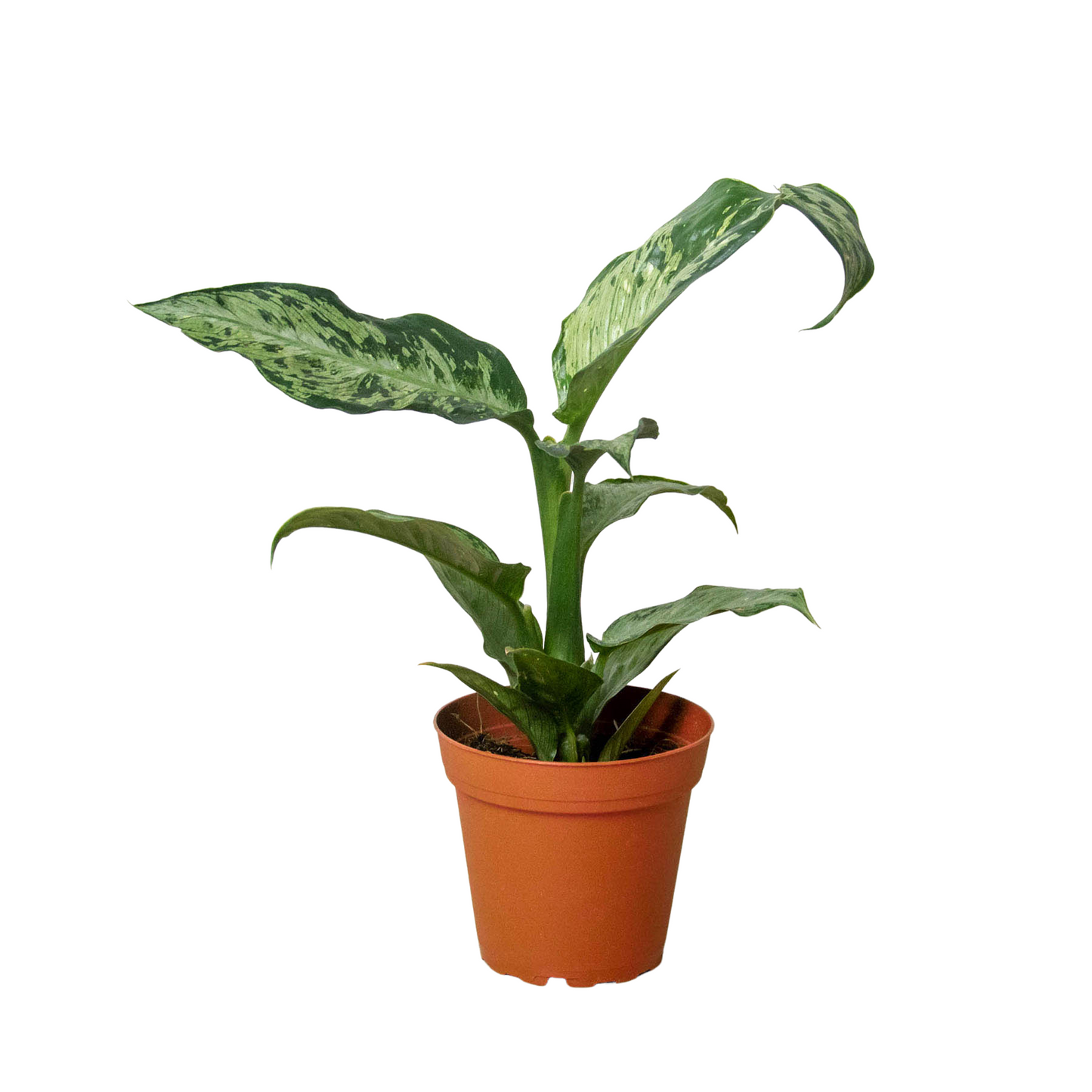 Dieffenbachia 'Memoria Corsii' 
