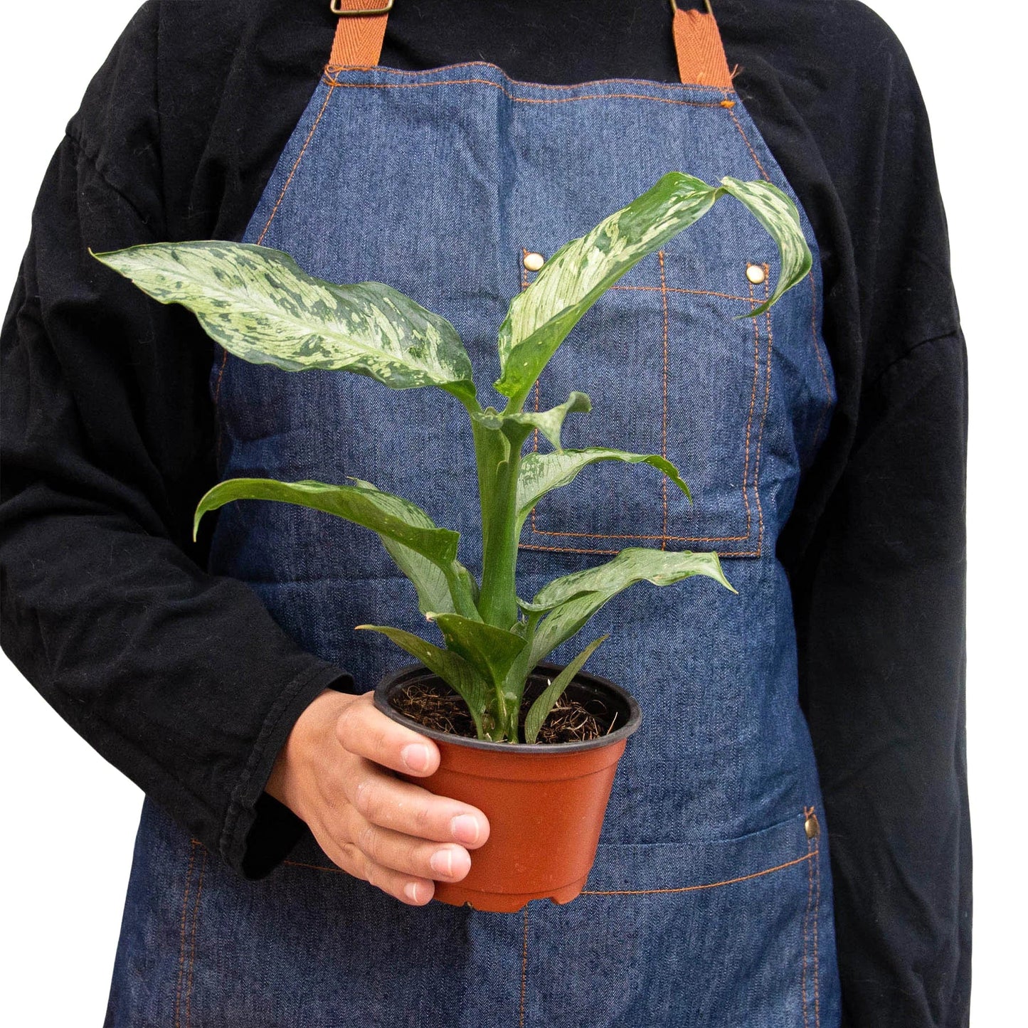 Dieffenbachia 'Memoria Corsii' 