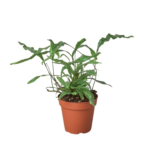 Fern ‘Kangaroo Paw’ – Unique Hardy Indoor Houseplant
