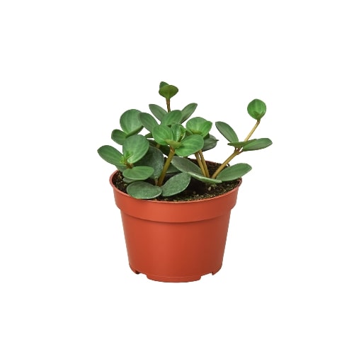 Peperomia 'Esperanza' - Maceta de 4"
