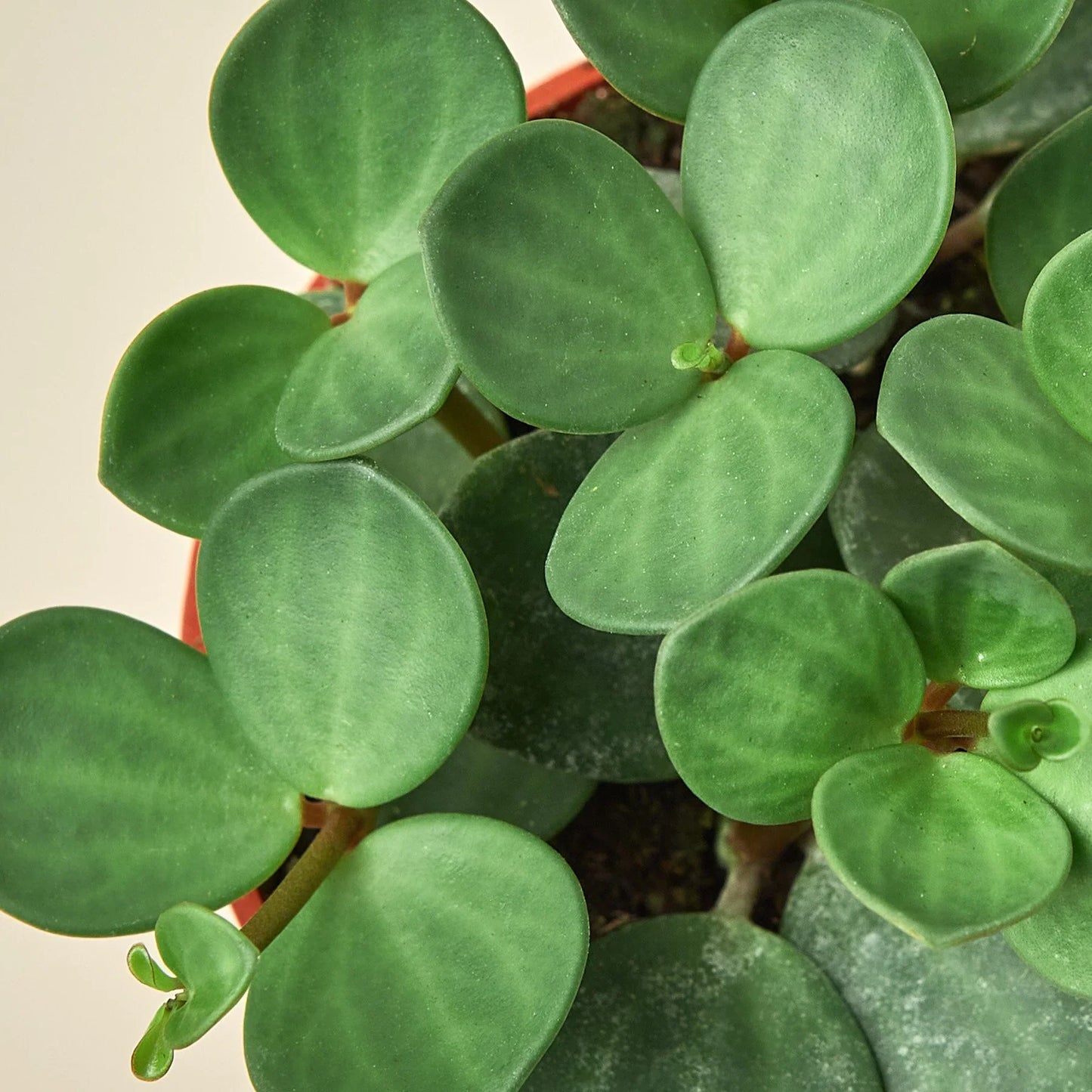 Peperomia 'Esperanza' - Maceta de 4"