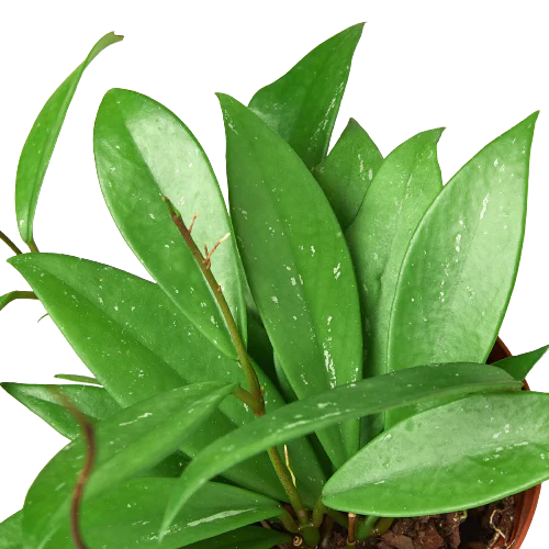 Hoya ‘Publicalyx’ – Rare Wax Plant Trailing Indoor Houseplant