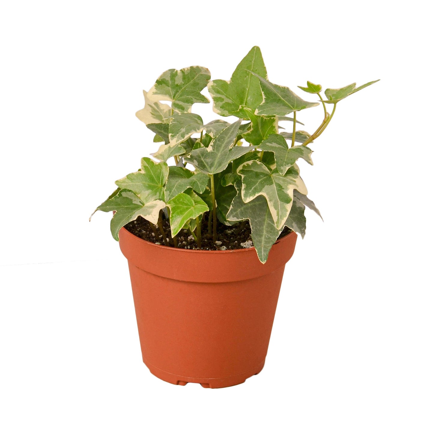 English Ivy ‘Glacier’ – Variegated Trailing Indoor Houseplant