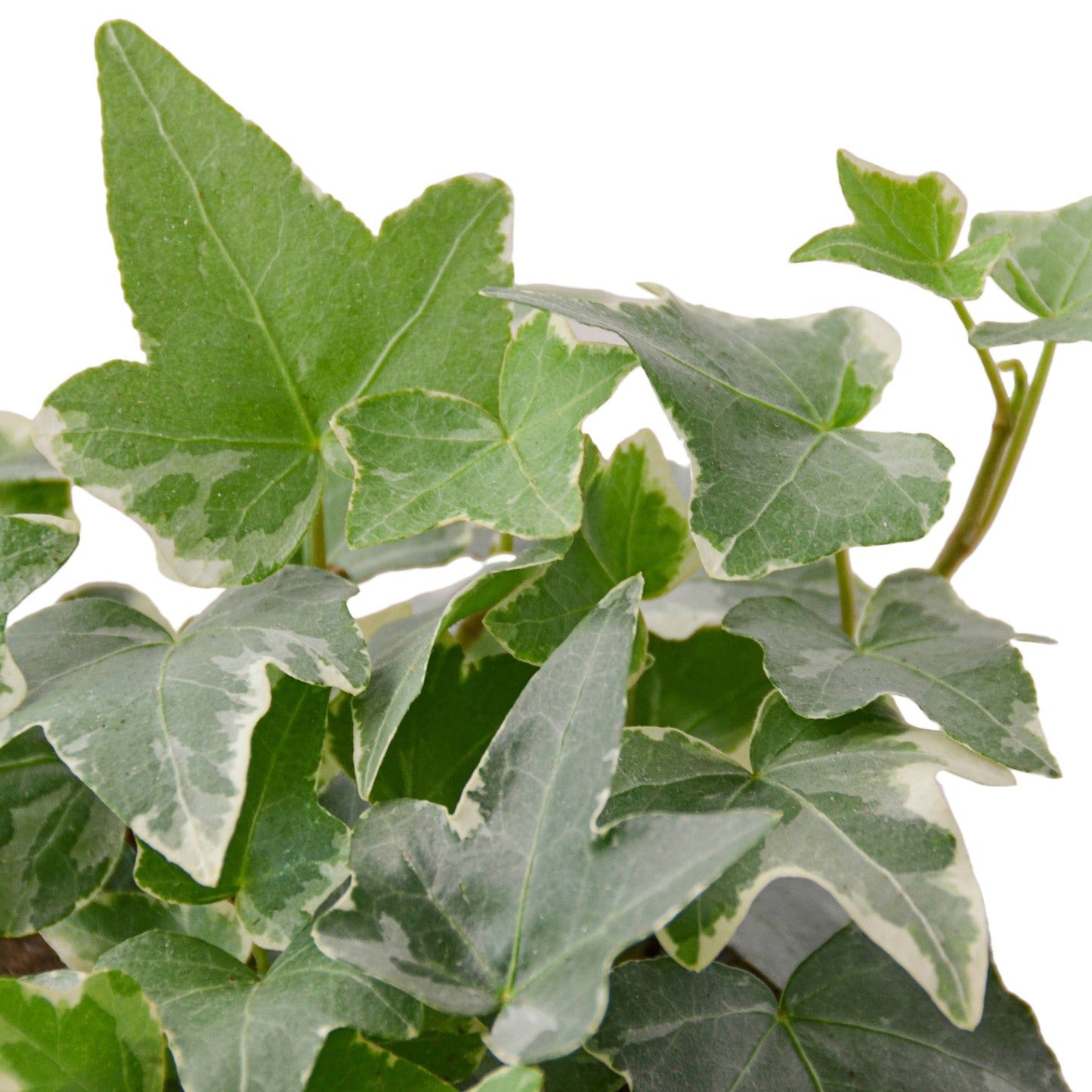 English Ivy ‘Glacier’ – Variegated Trailing Indoor Houseplant