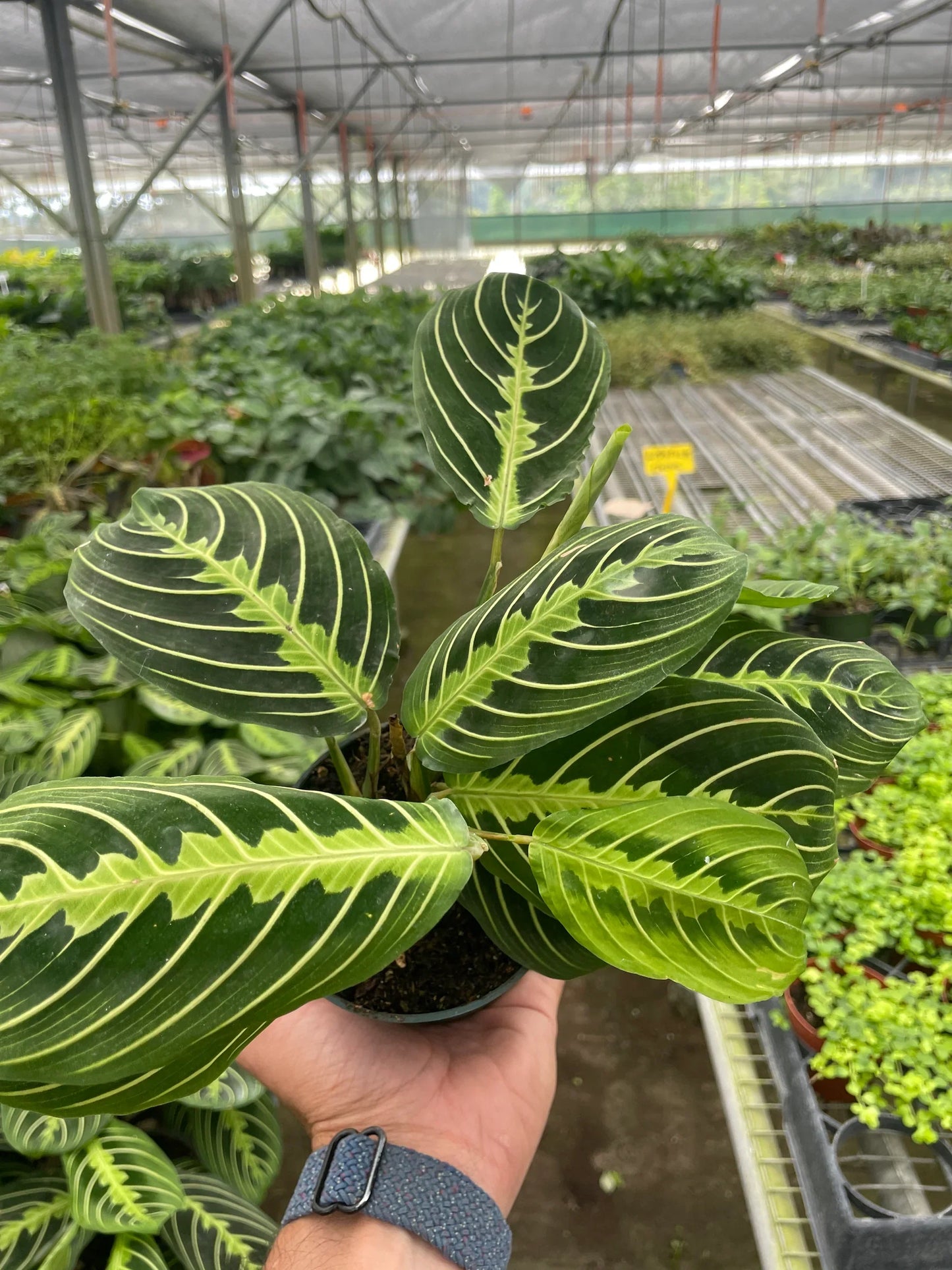 Maranta 'Lima Limón' 