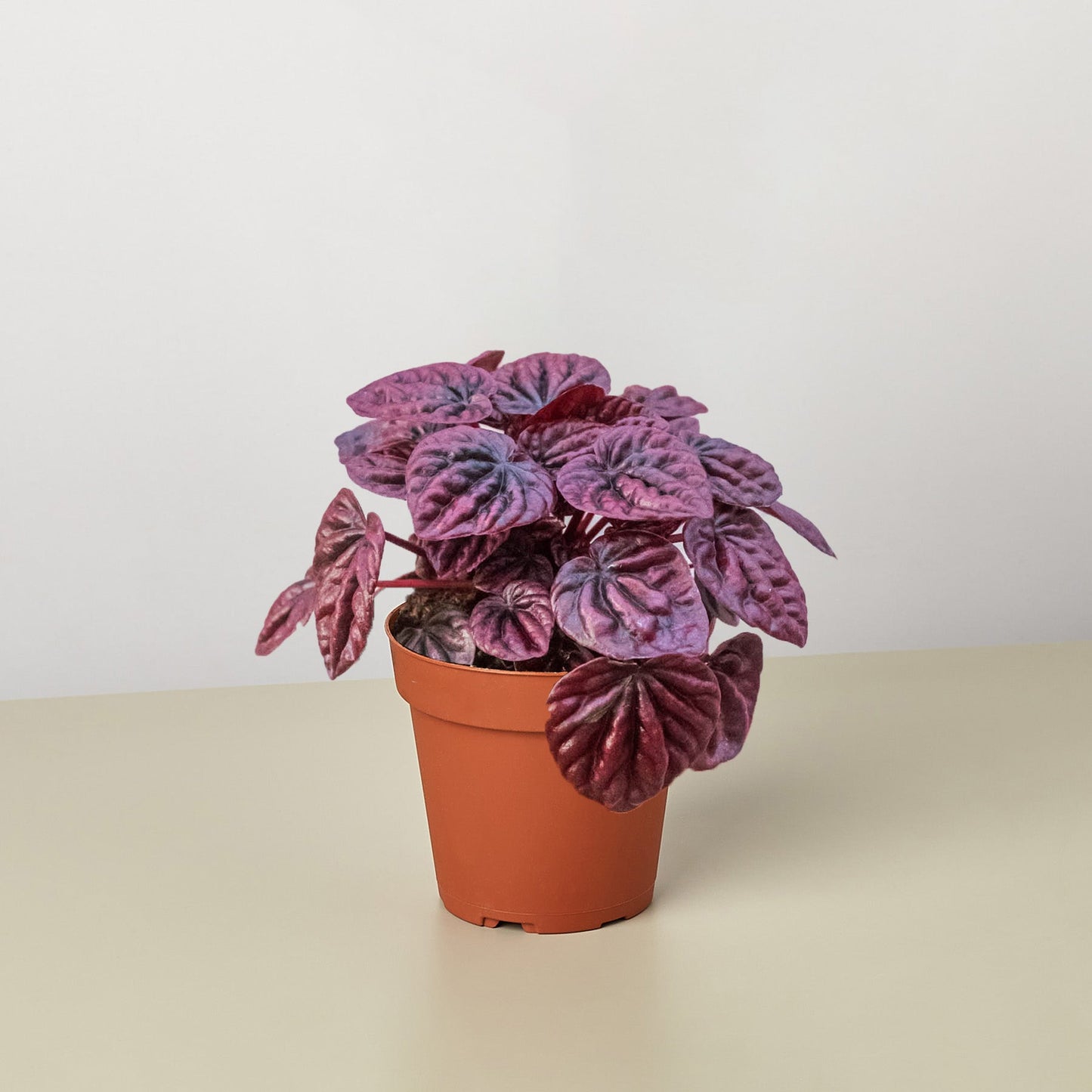 Peperomia 'Roja ondulada'