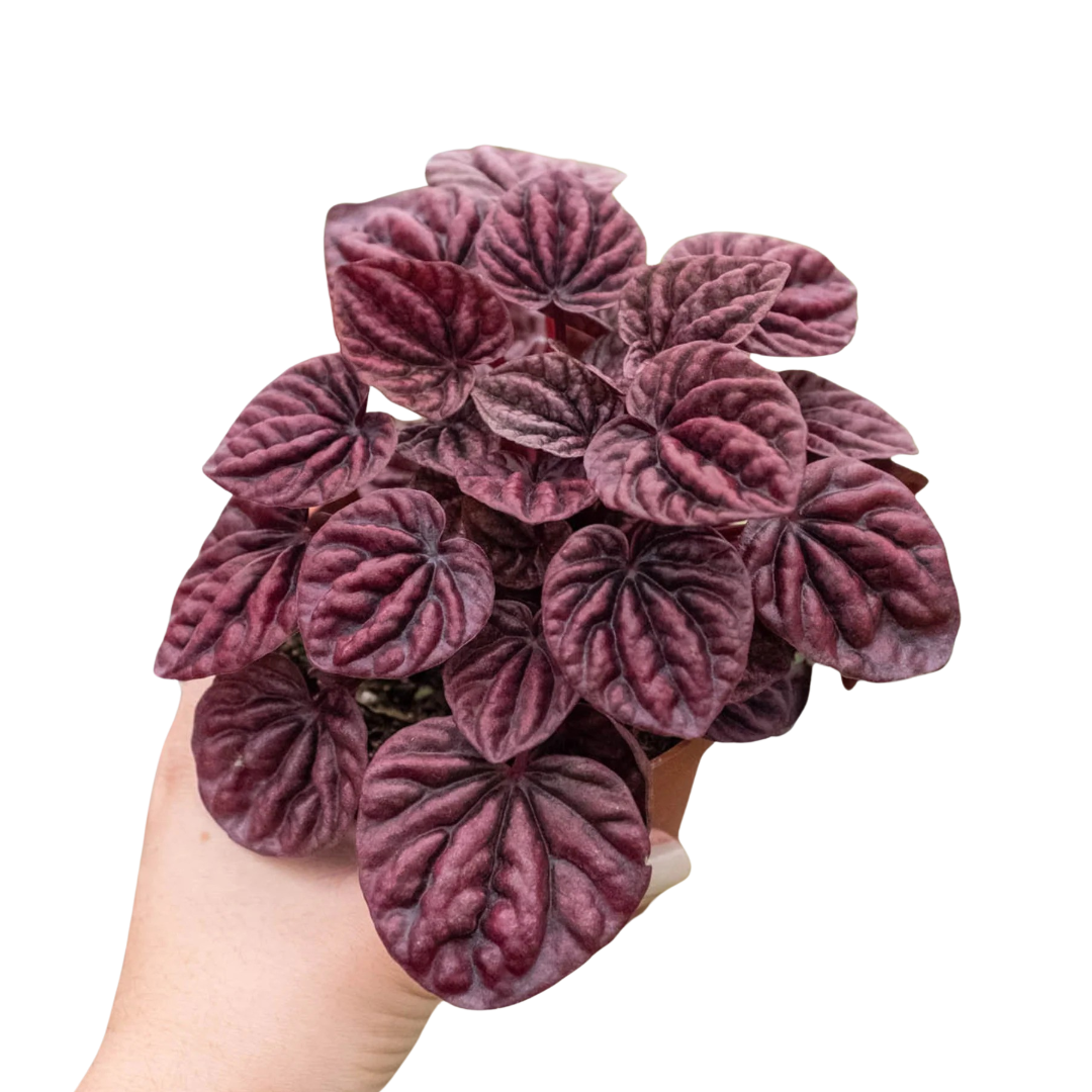 Peperomia 'Roja ondulada'