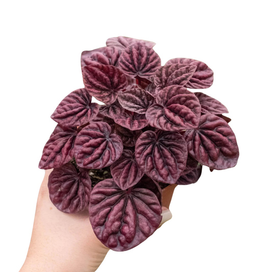 Peperomia 'Roja ondulada'