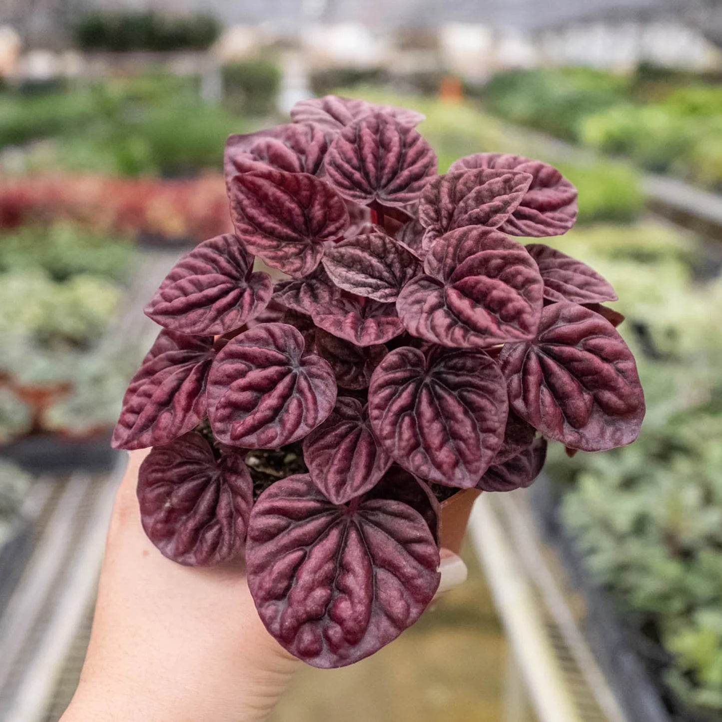 Peperomia 'Roja ondulada'