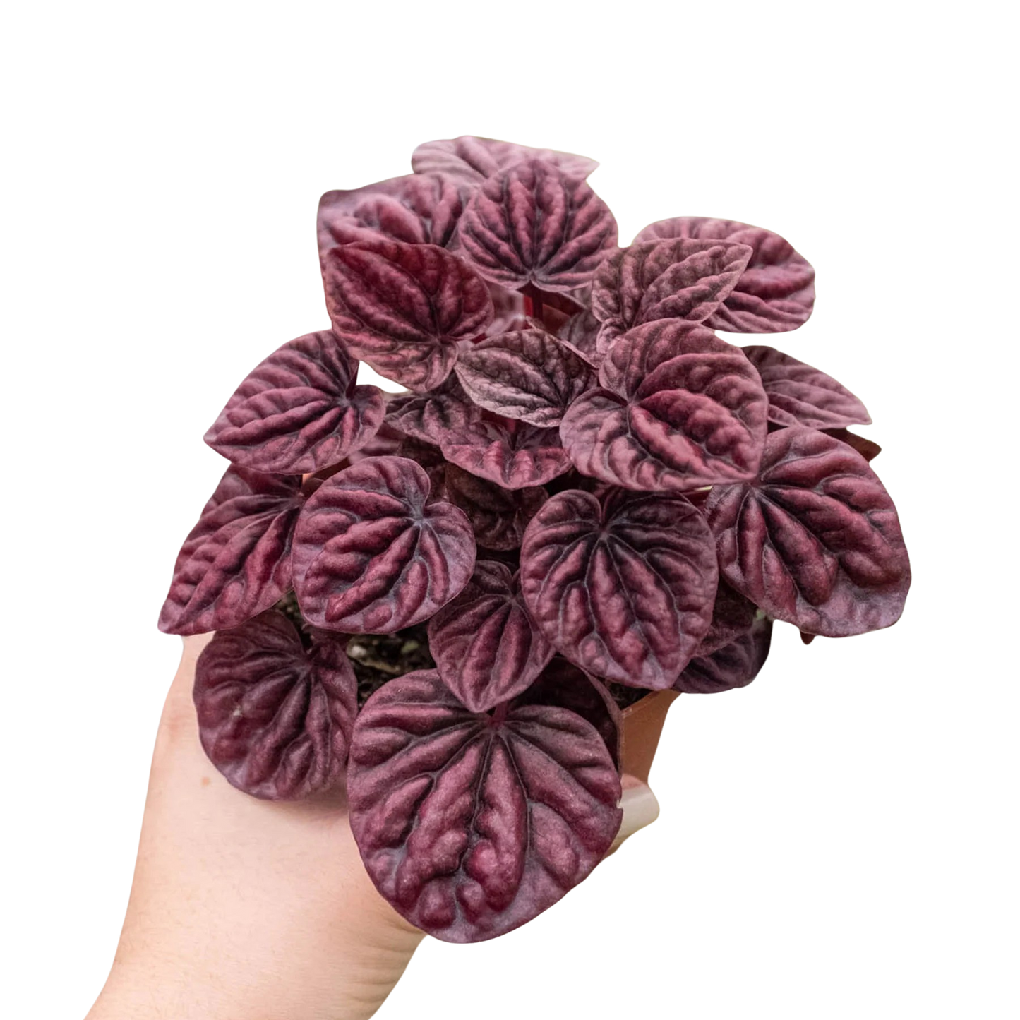 Peperomia 'Roja ondulada'