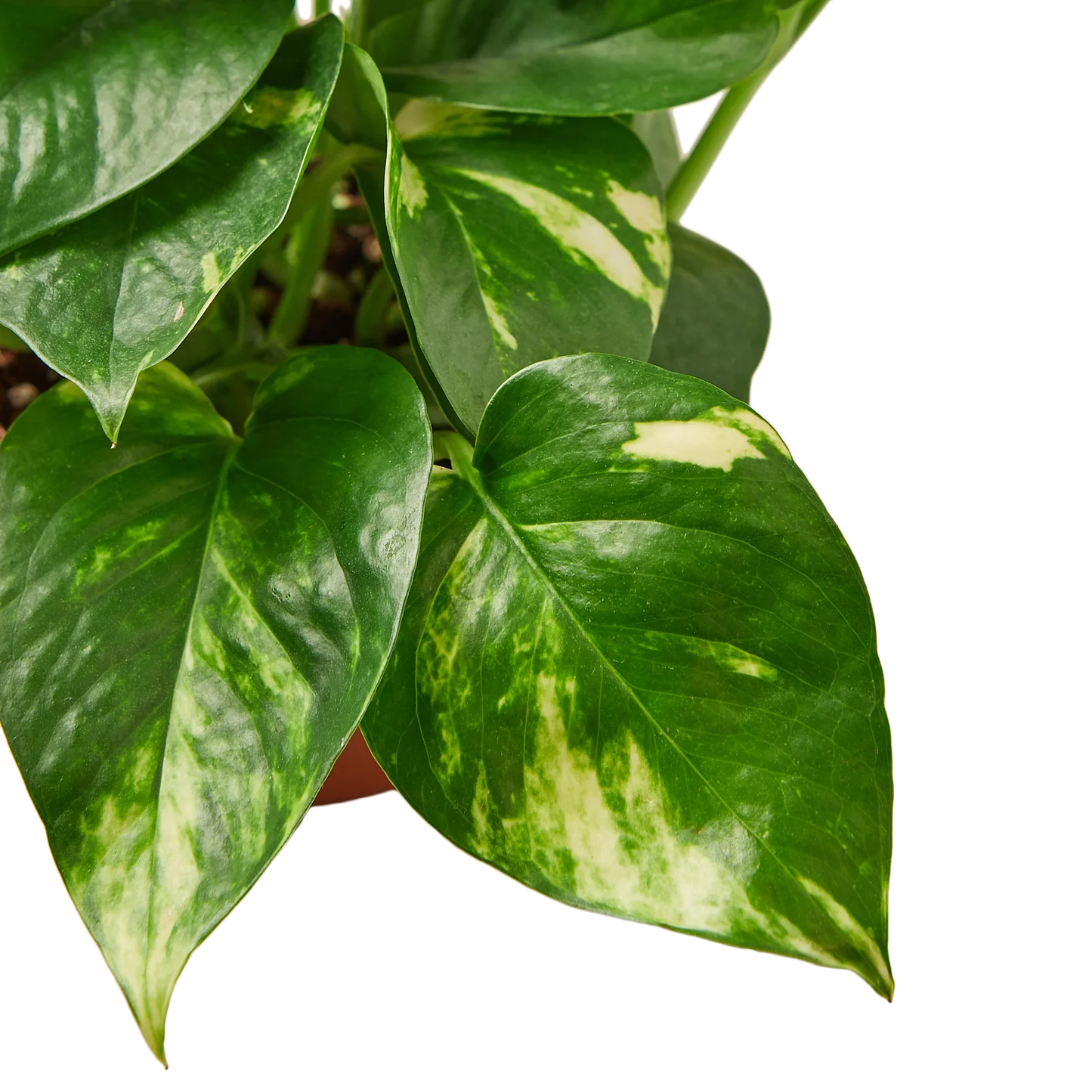 Pothos ‘Golden’ – Classic Low-Maintenance Trailing Indoor Plant