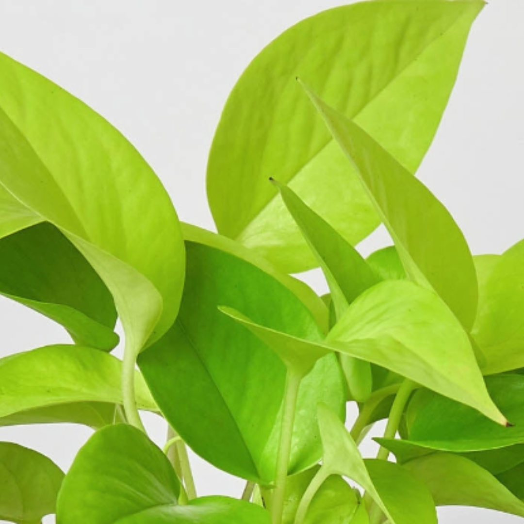 Pothos ‘Neon’ – Bright Easy-Care Trailing Indoor Plant