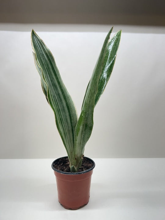 Snake Plant ‘Sayuri’ – Elegant Silver Foliage Air-Purifying Houseplant
