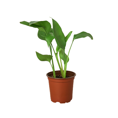 White Bird of Paradise ‘Strelitzia Nicolai’ – Large Tropical Indoor Plant