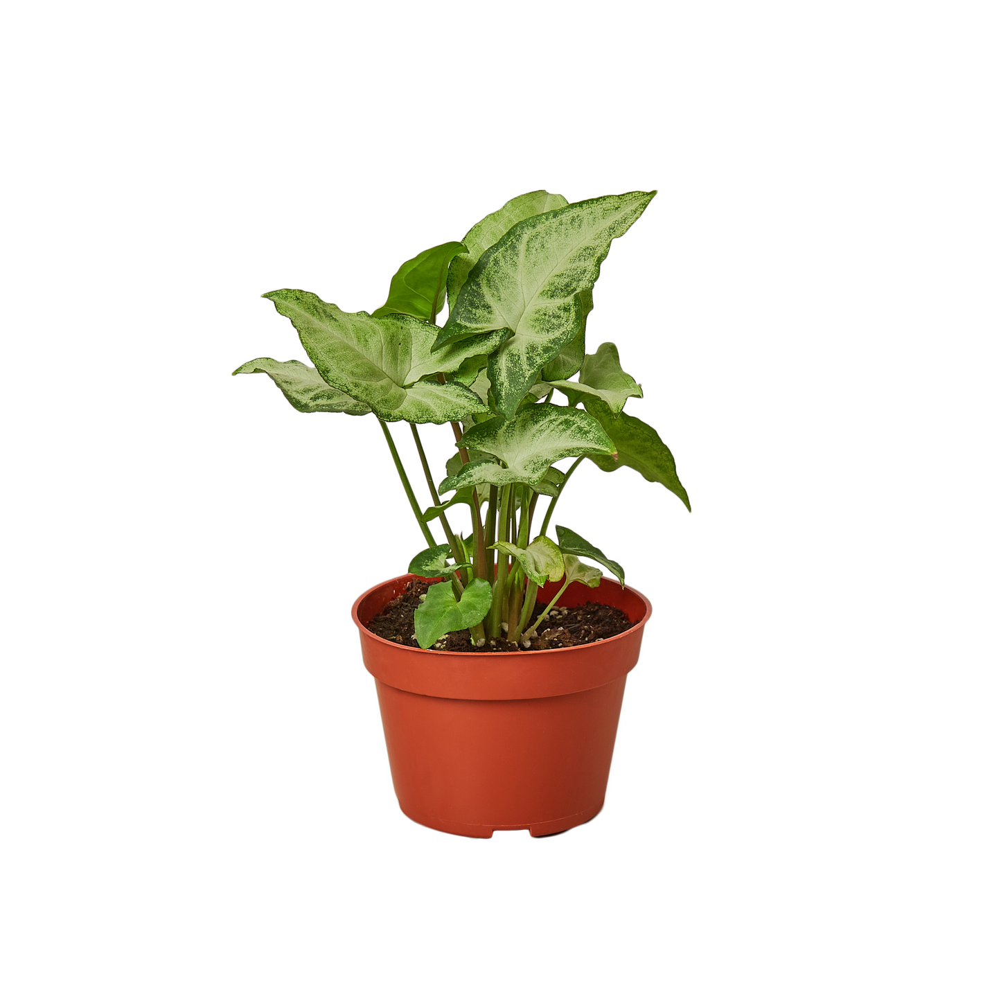 Mariposa Blanca Syngonium