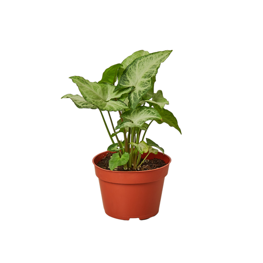 الفراشة البيضاء سينجونيوم