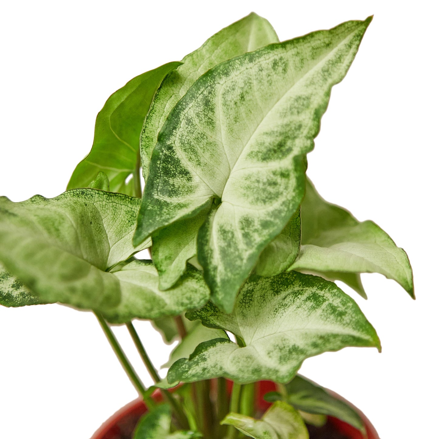 Mariposa Blanca Syngonium