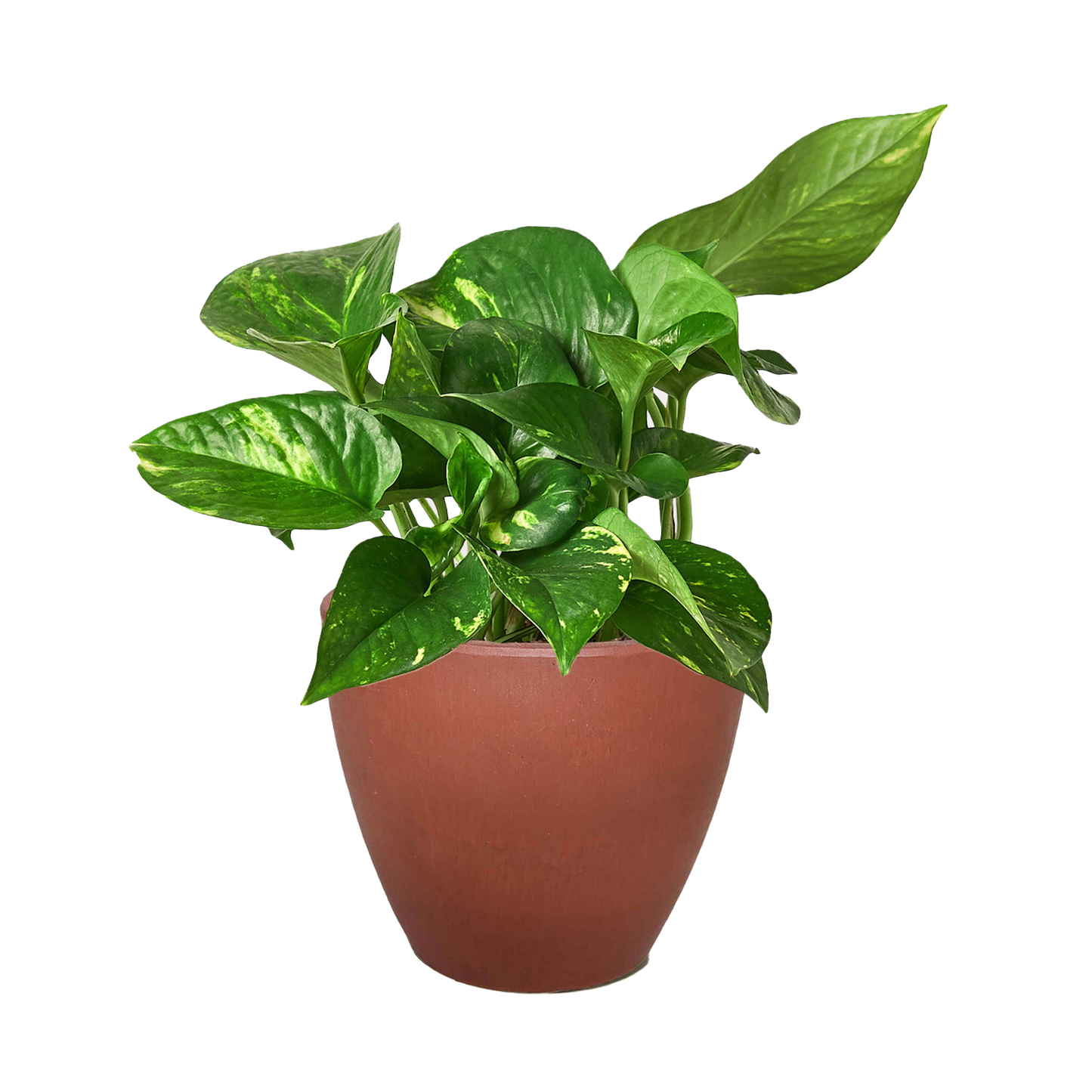 Pothos ‘Golden’ – Classic Low-Maintenance Trailing Indoor Plant