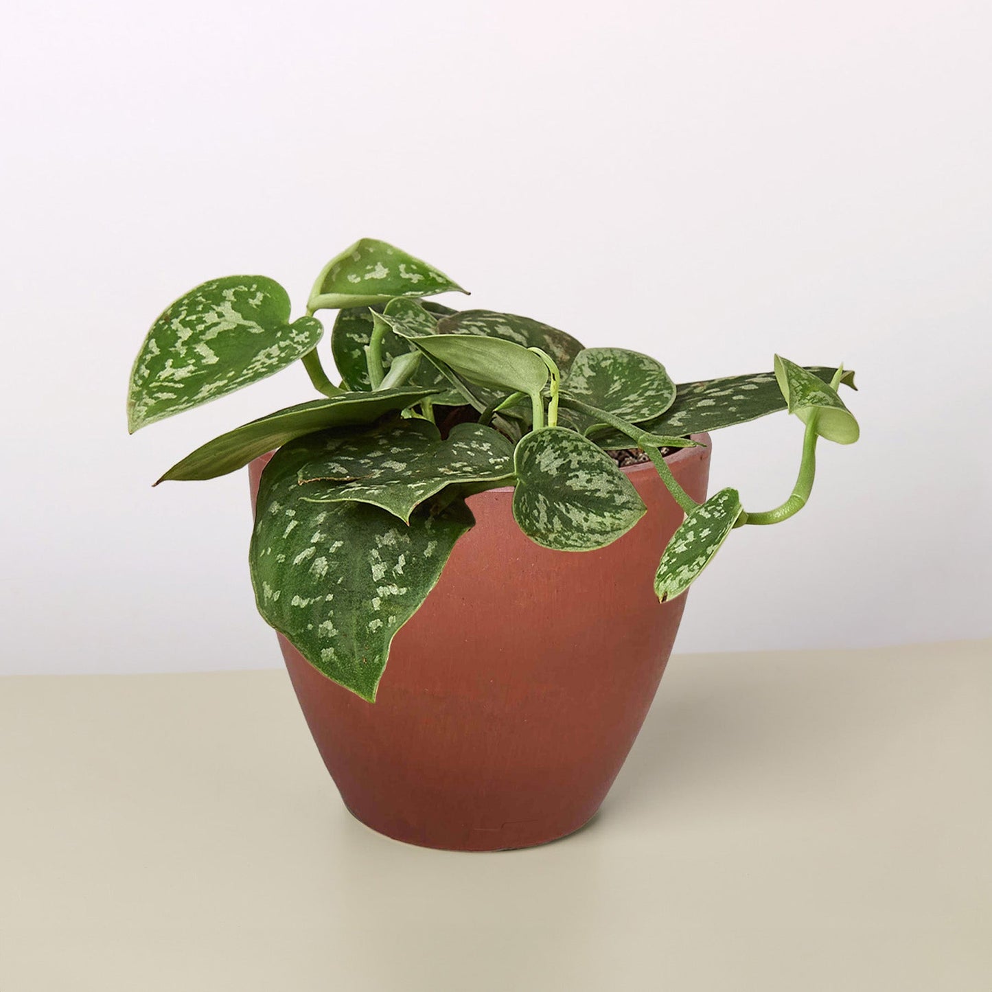 Pothos ‘Satin’ – Rare Variegated Trailing Indoor Plant