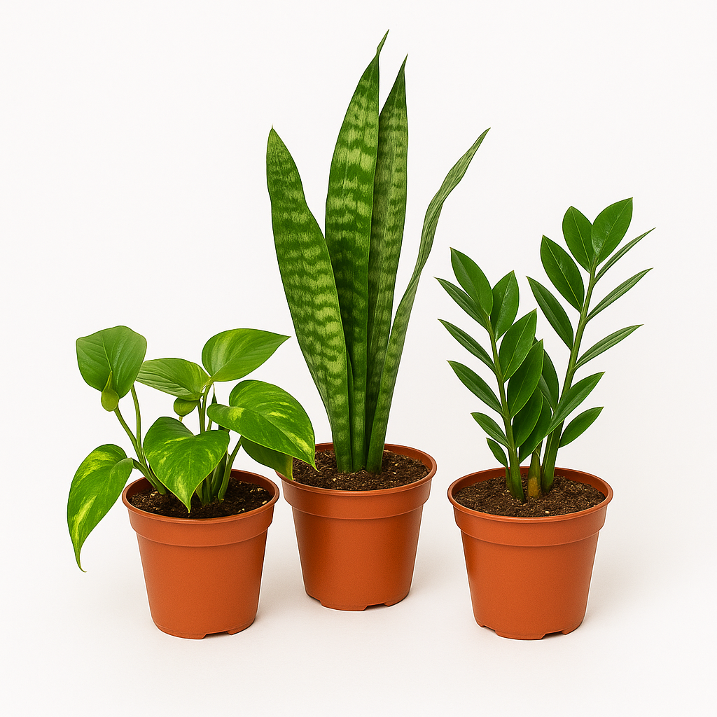 Dorm Jungle Starter Kit