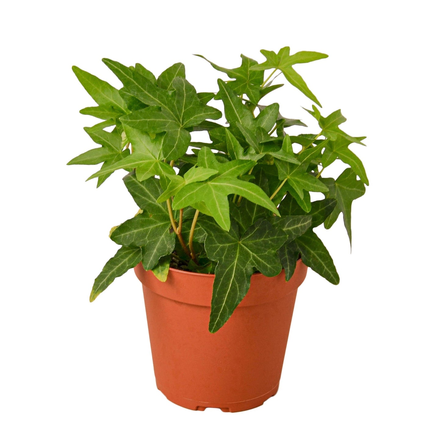 English Ivy ‘Green California’ – Trailing Air-Purifying Indoor Plant