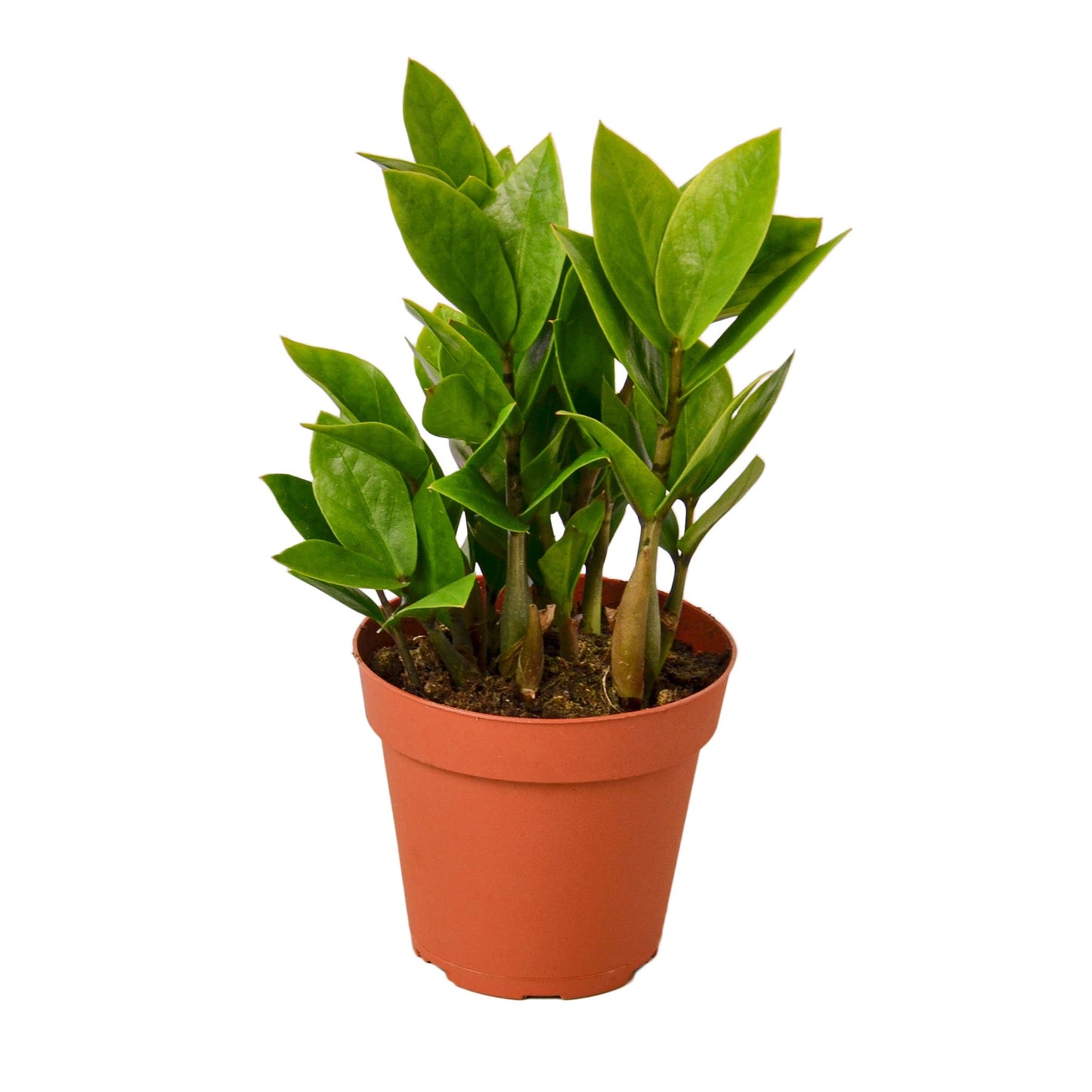 ZZ Plant (Zamioculcas Zamiifolia) – Hardy Low-Light Indoor Houseplant