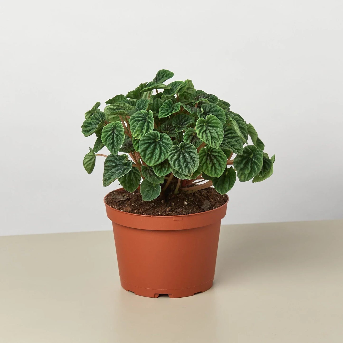 Peperomia 'ondulación'