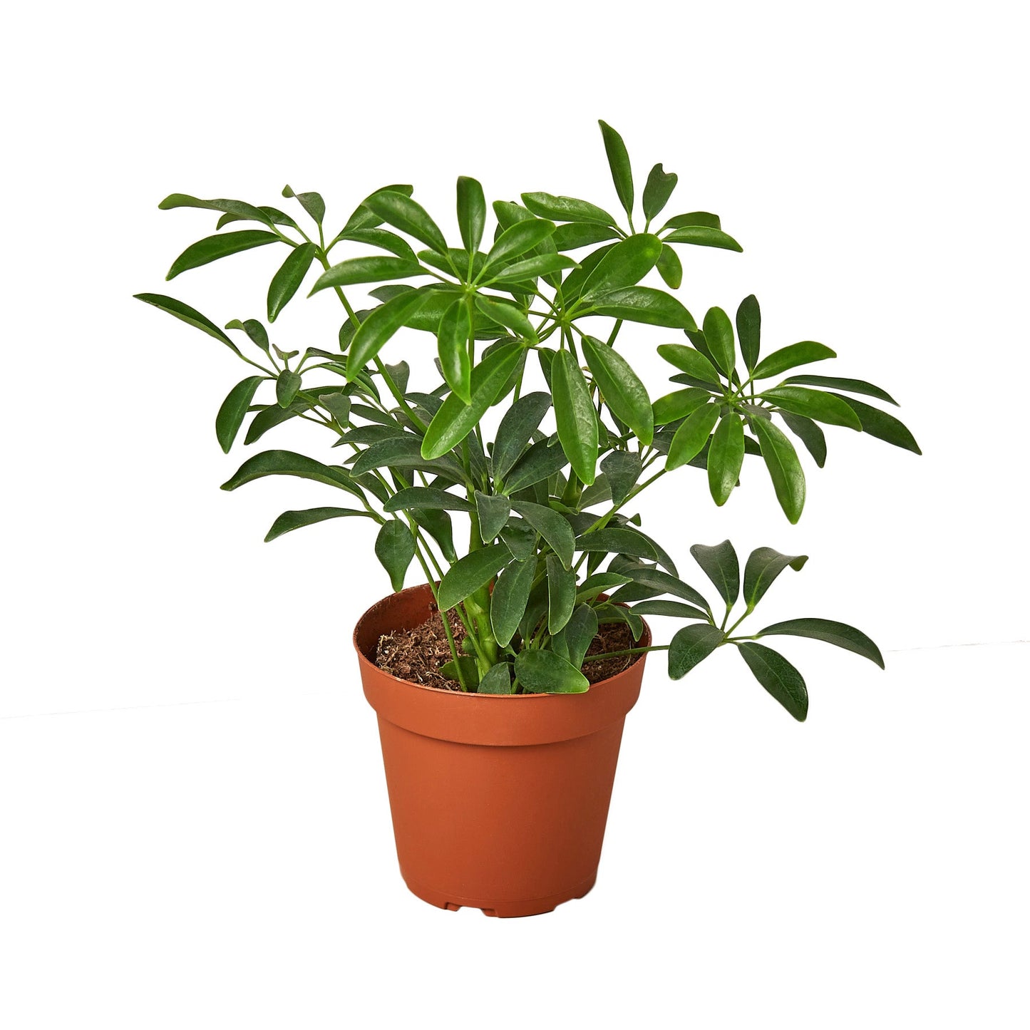 Schefflera Arboricola 'Paraguas' 