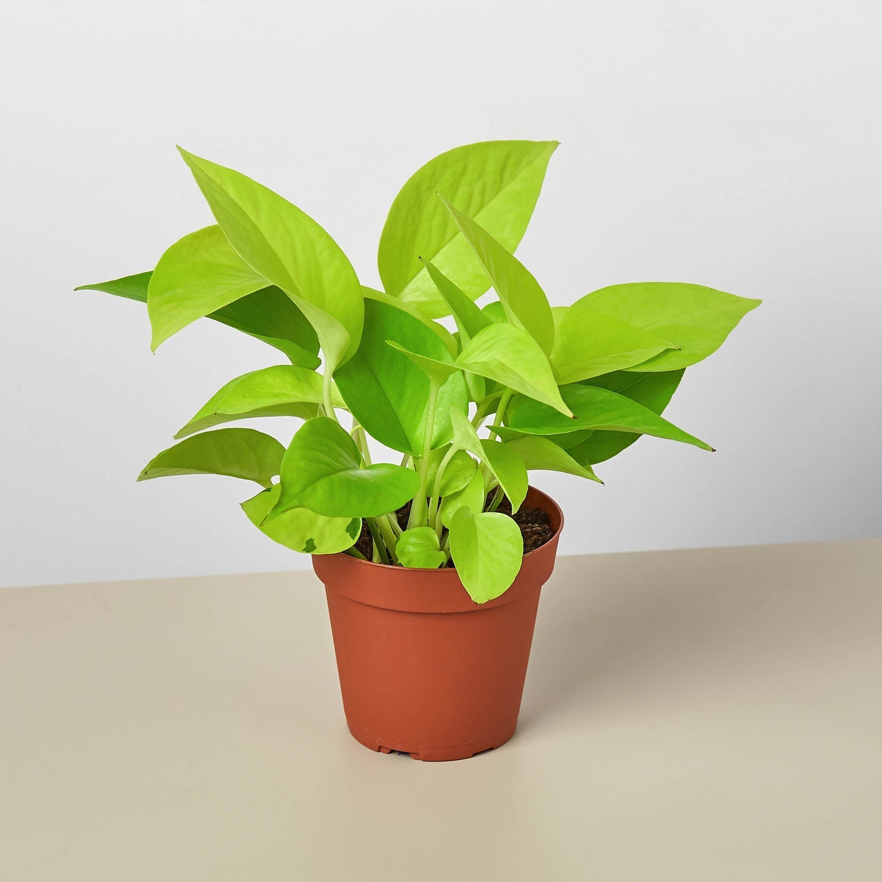 neon pothos trailing The Snobby Leaf | Pothos 'Neon' - 4 inch Pot
