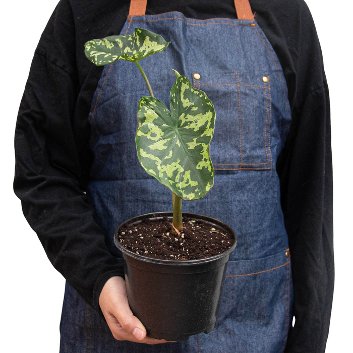 ألوكاسيا هيلو بيوتي 