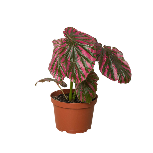 Begonia 'Exótica'