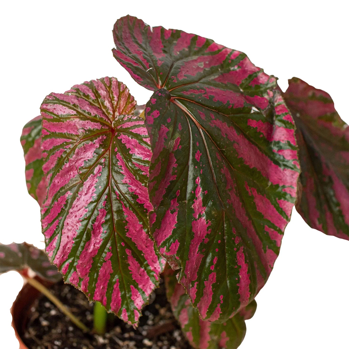 Begonia 'Exótica'